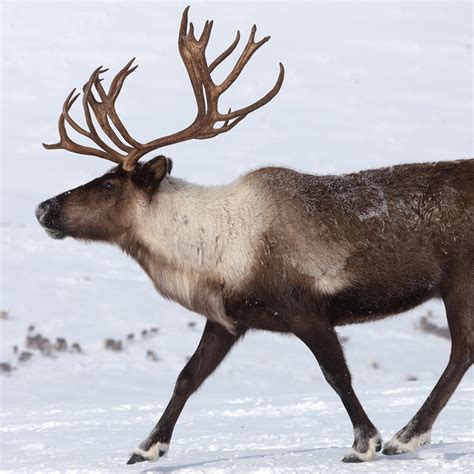 Tundra Caribou Adaptations