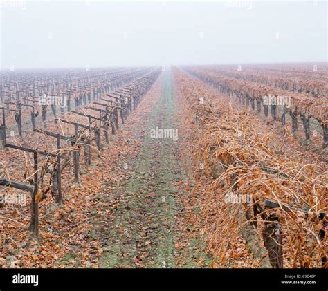 Unpruned Grape Vines In Winter Hi Res Stock Photography And Images Alamy