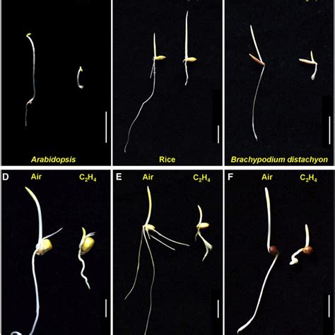 The Model Of Ethylene Signaling Pathway In Arabidopsis Download