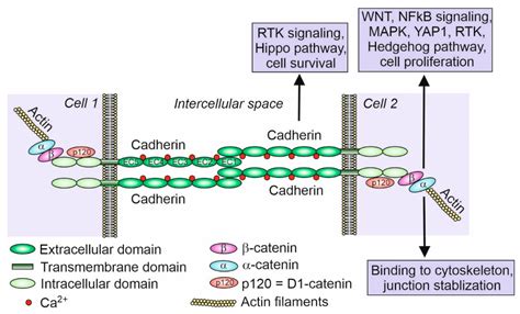 Ijms Free Full Text The Central Role Of Cadherins In Gonad