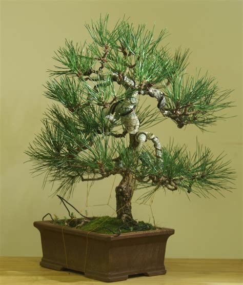 Andr S Istv N Nagy S Bonsai Pinus Nigra Development In Five Years