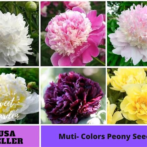 Peony Etsy