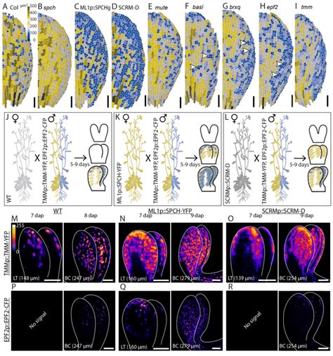 Embryonic Phenotypes Resulting From Loss Or Gain Of Function Mutations