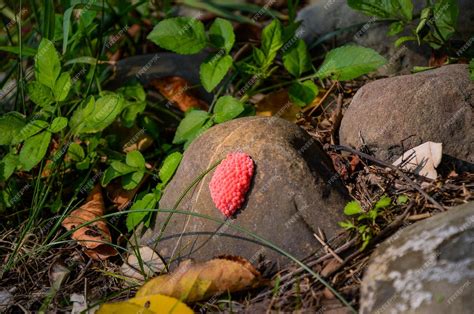 Premium Photo | Pomacea canaliculata in the park