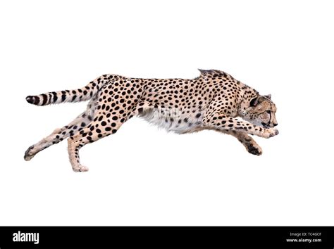 Image of running cheetah ,Isolated on white Background Stock Photo - Alamy