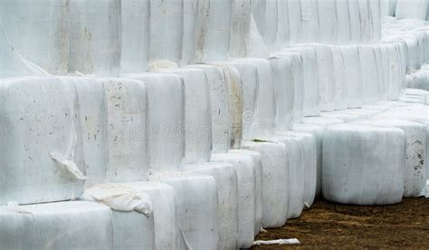 Silage Hay Bales Wrapping In White Plastic And Stacked Stock Image