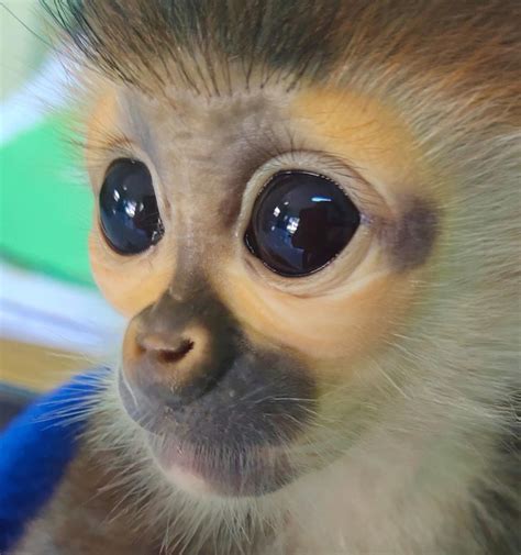 Local Wildlife Profiles: Species, Habits, and Conservation 25