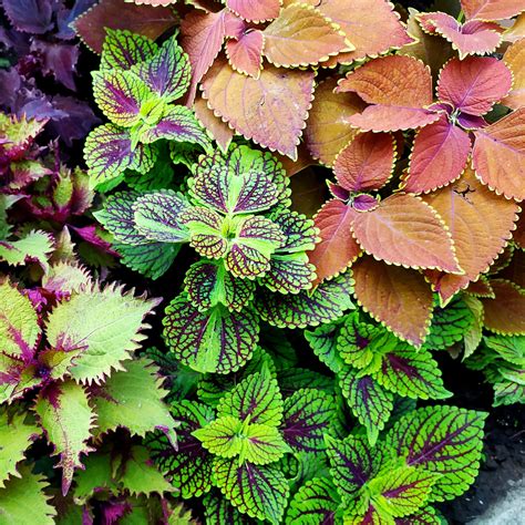 How To Keep Coleus Plants Alive Over Winter As A Houseplant