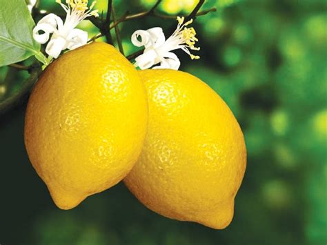 health benefits  lemon