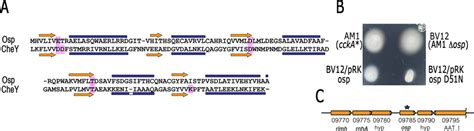 A Amino Acid Alignment Of Osp And Chey From E Coli The Secondary