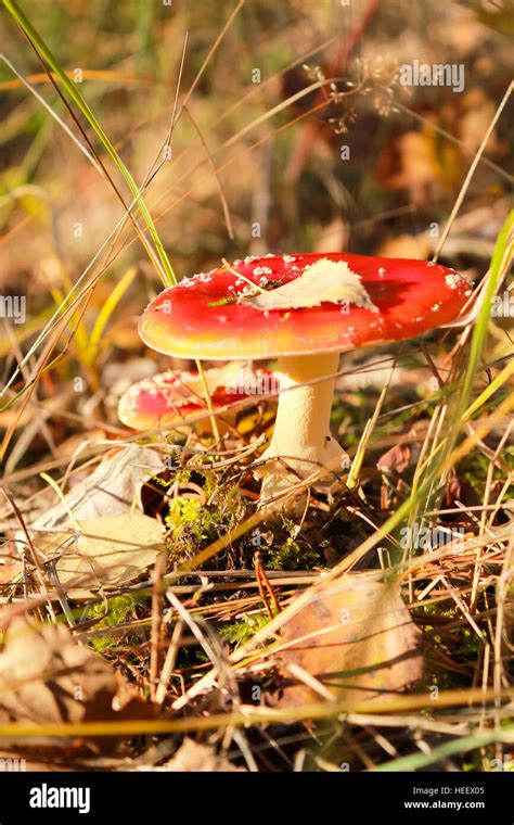 Amanita Muscaria Poisonous Mushrooms Stock Photo Alamy