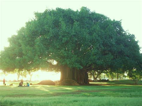 Old Banyan Tree Ala Moana Beach Oahu Hawaii Ala Moana Beach