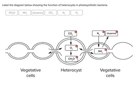 Solved Label The Diagram Below Showing The Function Of Chegg