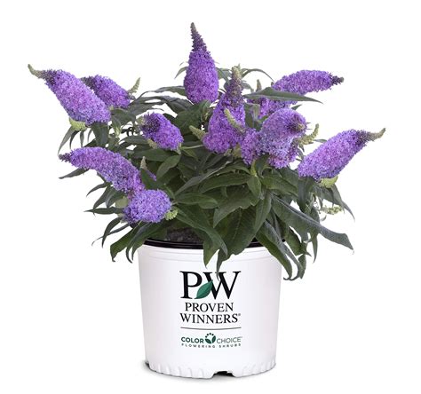 2 Gal. Pugster Ameythst Buddleia Shrub | Purple flowering plants