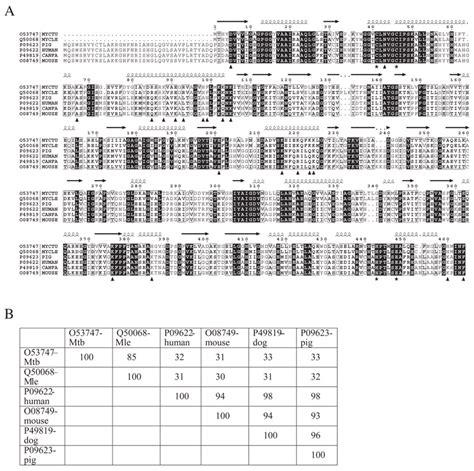 Sequence Alignment And Sequence Identity Matrix For Lipoamide