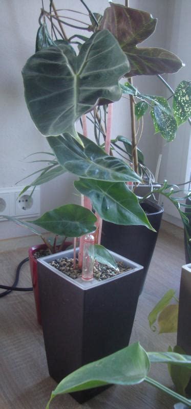 Zimmerpflanzen Alocasia Pink Dragon U A Vermehrung