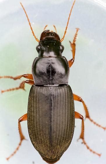 Harpalus Rufipes BugGuide Net