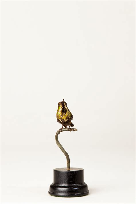 Taxidermy Raquet Tailed Coquette