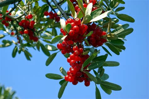 4 Free Hopea Buffaloberry Buffaloberry Images Pixabay