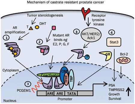 Androgen And AR Action In Castration Resistant Prostate Cancer