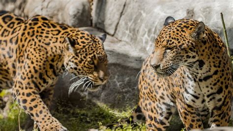 Jaguar Introductions | Tulsa Zoo