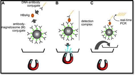 Schematic Drawing Of The Magneto Immuno Pcr M Ipcr A Hbsag Download Scientific Diagram