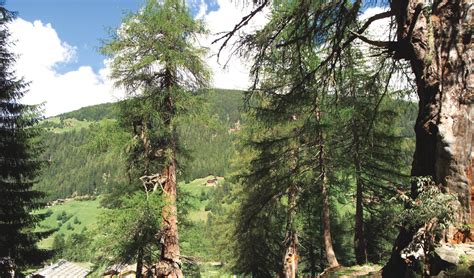 Sentieri Delle Rogge E Larici Millenari A S Gertrude In Val D Ultimo