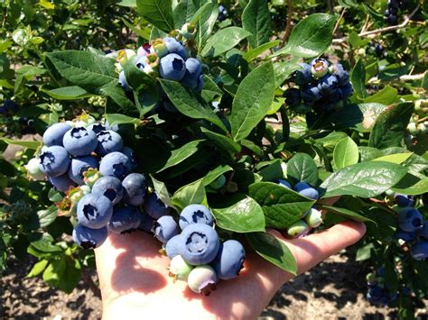 blueberry plant care – DiMeo Farms Blueberry Blog