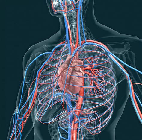 Understanding The Cardiovascular System