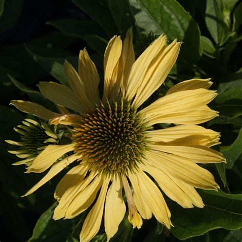 Echinacea Sunrise Find Haveplanter