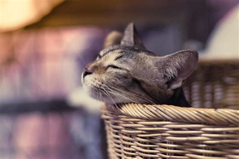 Little brown cat sleeping in a basket 1739371 Stock Photo at Vecteezy