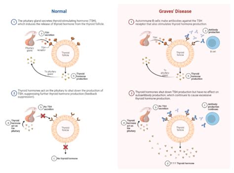 Anatomy And Physiology Of The Endocrine System Notes My Endo Consult