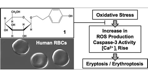 Salidroside Protects Human Erythrocytes Against Hydrogen Peroxide