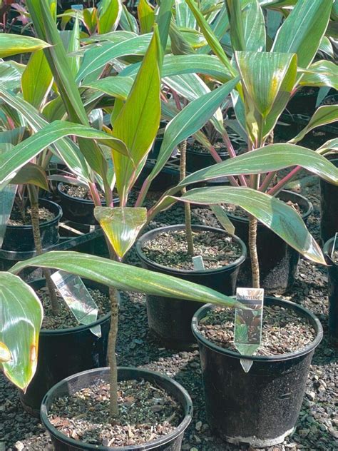 Cordyline Pink Diamond True Green Nursery