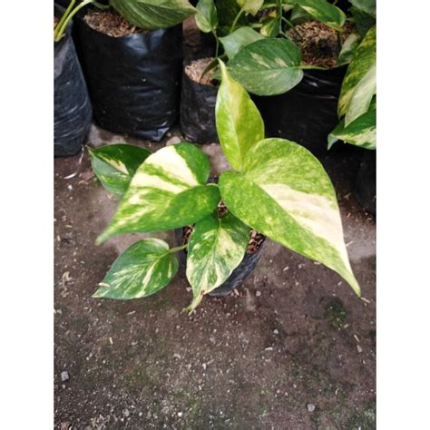 Jual Sirih Gading Variegata Kuning Golden Photos Shopee Indonesia