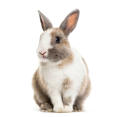 Rabbit Stock Photos Pictures And Royalty Free Images Istock