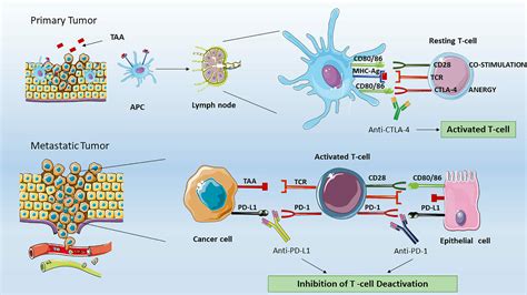 Cancer Immunotherapy Concise Medical Knowledge