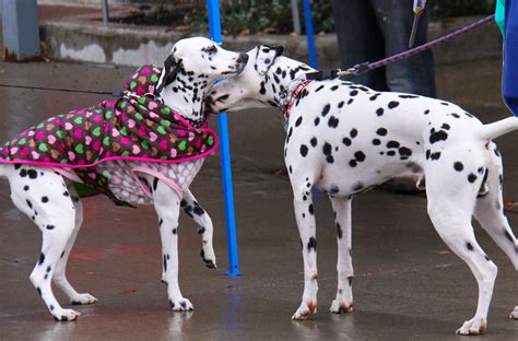 Dalmatian Love At First Sight Dalmations Daisy Girl I Miss Her Love