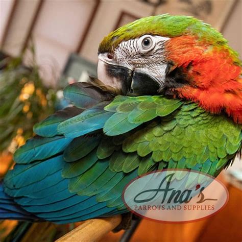 Harlequin Macaw – Ana's Parrots & Supplies