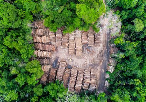 Brazilian Amazon Crisis Deforestation Is Escalating In Indigenous