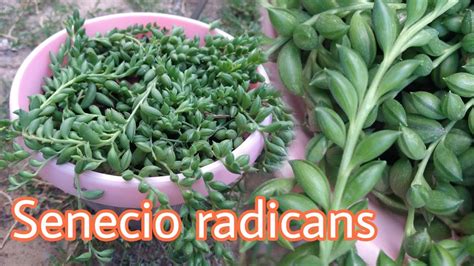 Senecio Radicans Cuidados De Planta Platanito Transplante Y