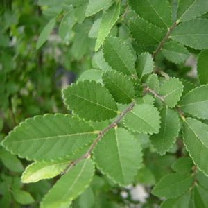 Tree land Nursery - Dallas, Texas - Cedar Elm Tree