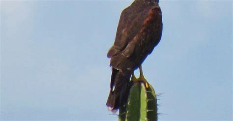 Praticando a Agroecologia Gavião asa de telha Parabuteo unicinctus