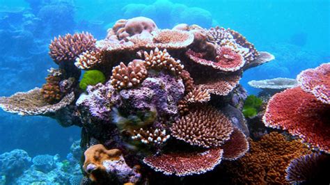 Arrecifes De Coral Del Pac Fico Oeste Amenazado Por Cambio Climatico