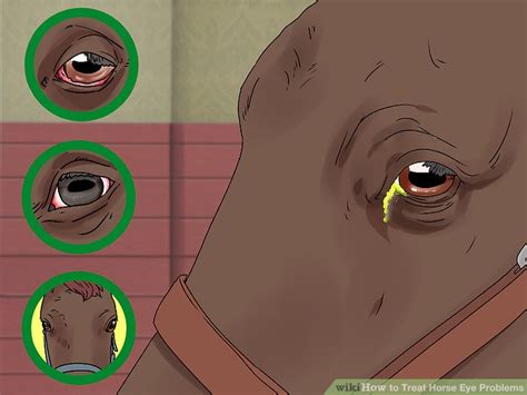 How to Treat Horse Eye Problems: 9 Steps (with Pictures) - wikiHow