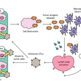 Pdf The Systemic Immunostimulatory Effects Of Radiation Therapy