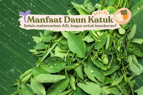 5 Manfaat Daun Katuk - Tidak Hanya Untuk Ibu Menyusui?