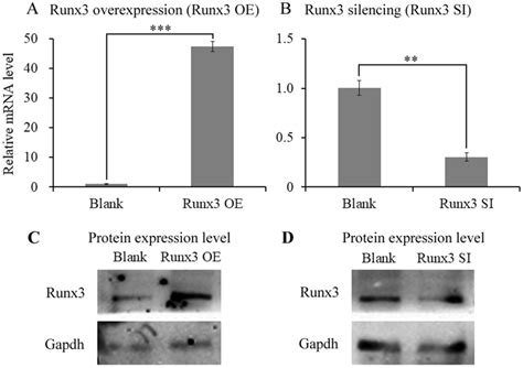 Detection Of Gene And Protein Expression Levels Of Runx3 Under The Download Scientific Diagram