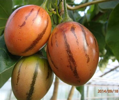 Pomidor Drzewiasty Tamarillo Sadzonka W Doniczce D