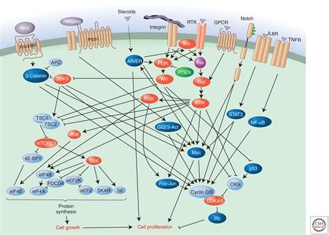 Signal Transduction In Cancer